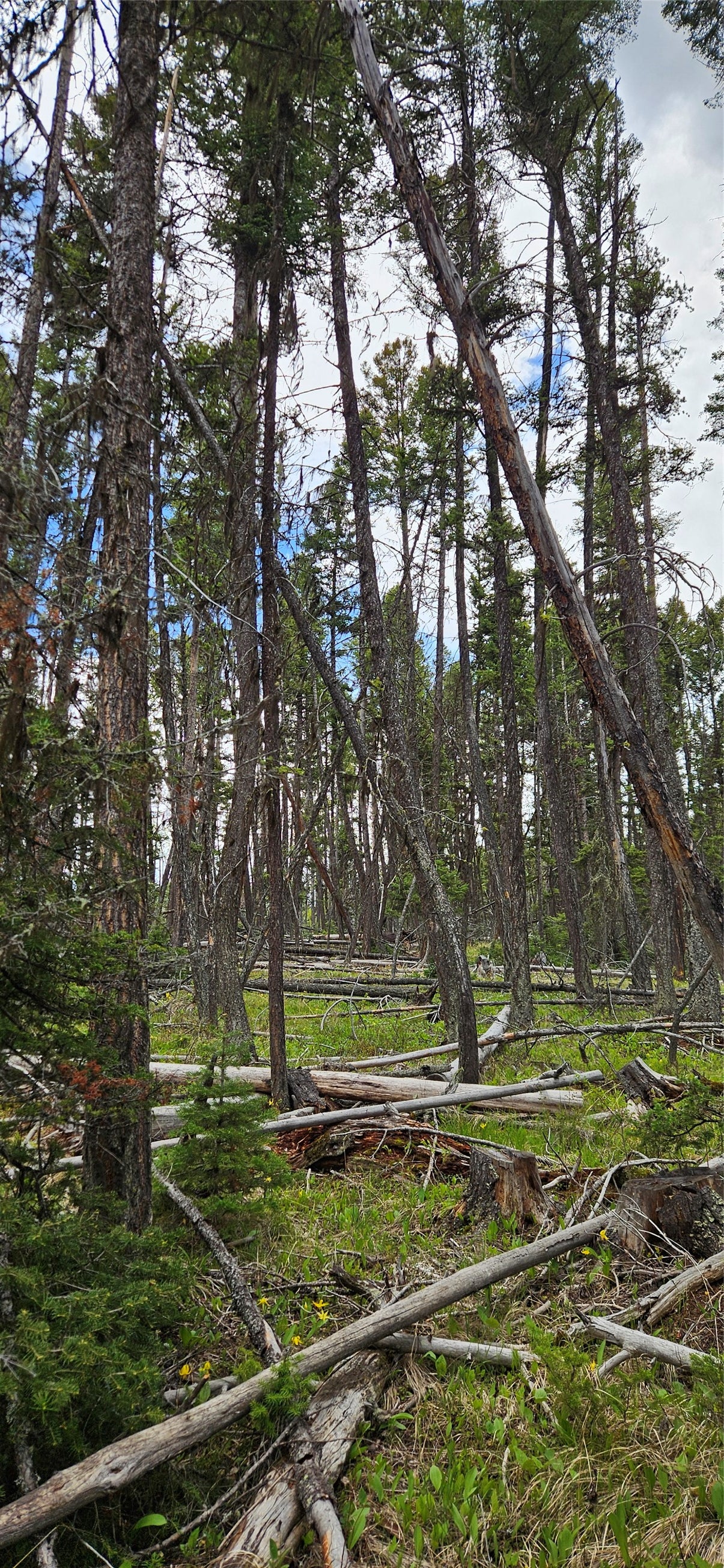 0 Bear Gulch Road Lincoln, MT 59639 - Photo 4 of 12 Gallery Image 4
