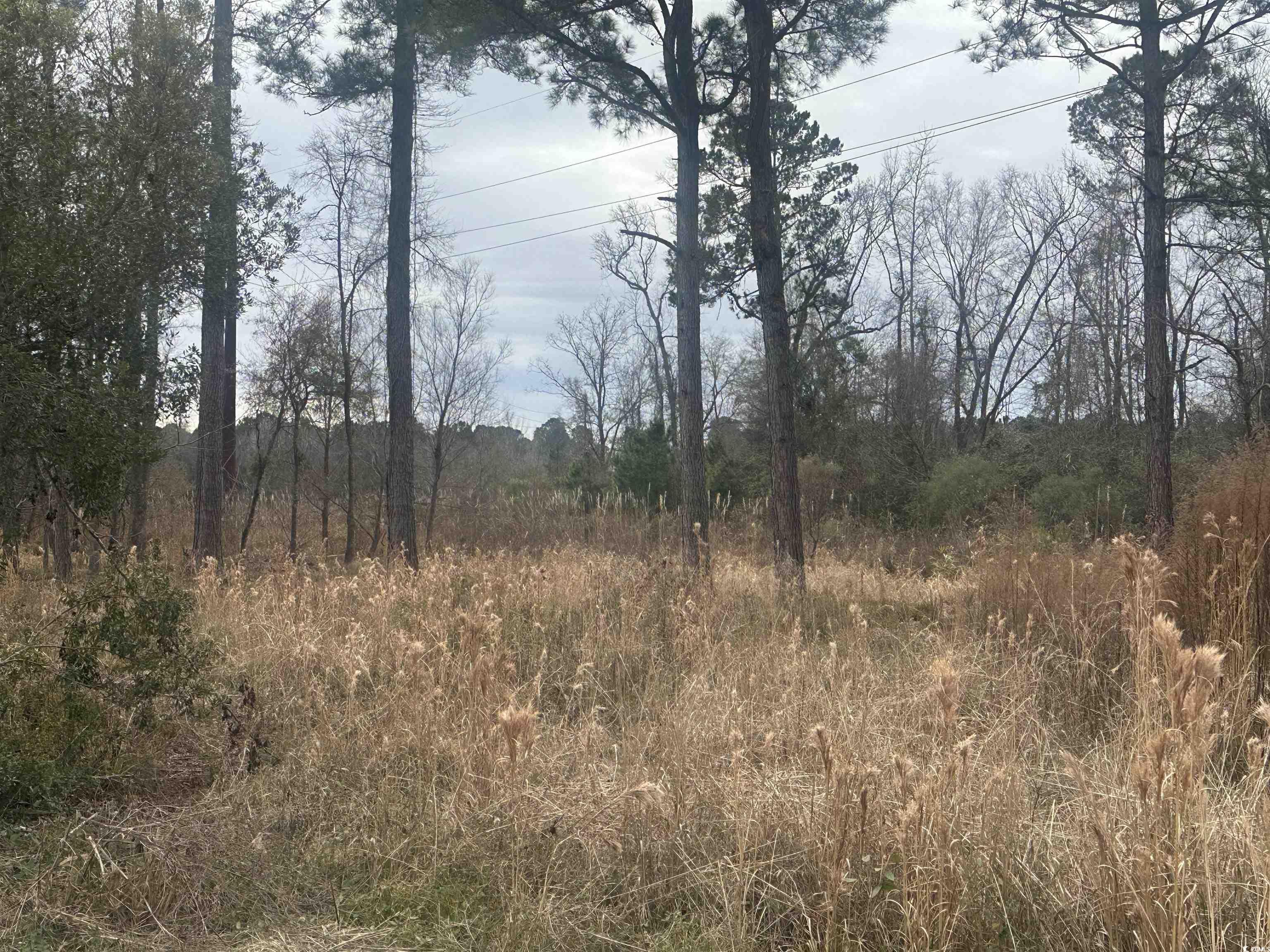 Tbd Pleasant View Church Road Nichols, SC 29581 - Photo 4 of 5 View of landscape