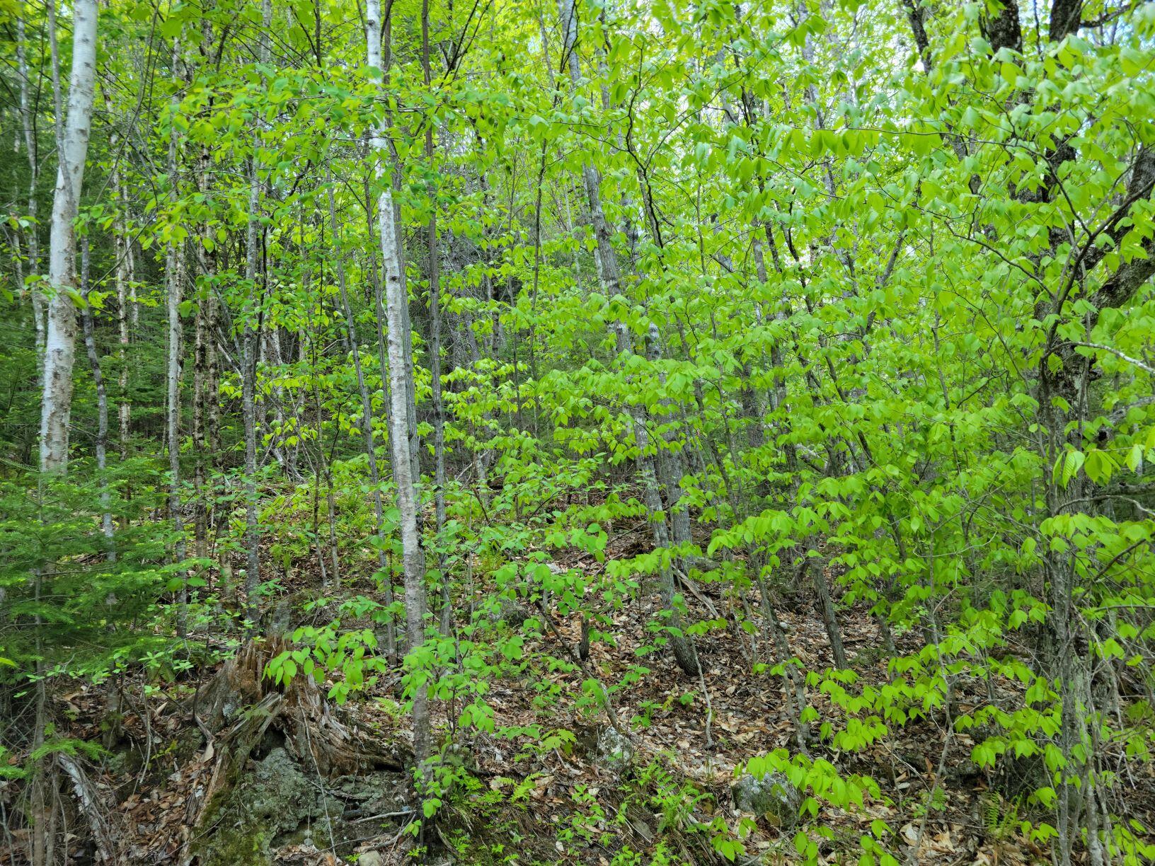0 Easter Hill/garland Pond Road Roxbury, ME 04275 - Photo 2 of 13 Lot 2