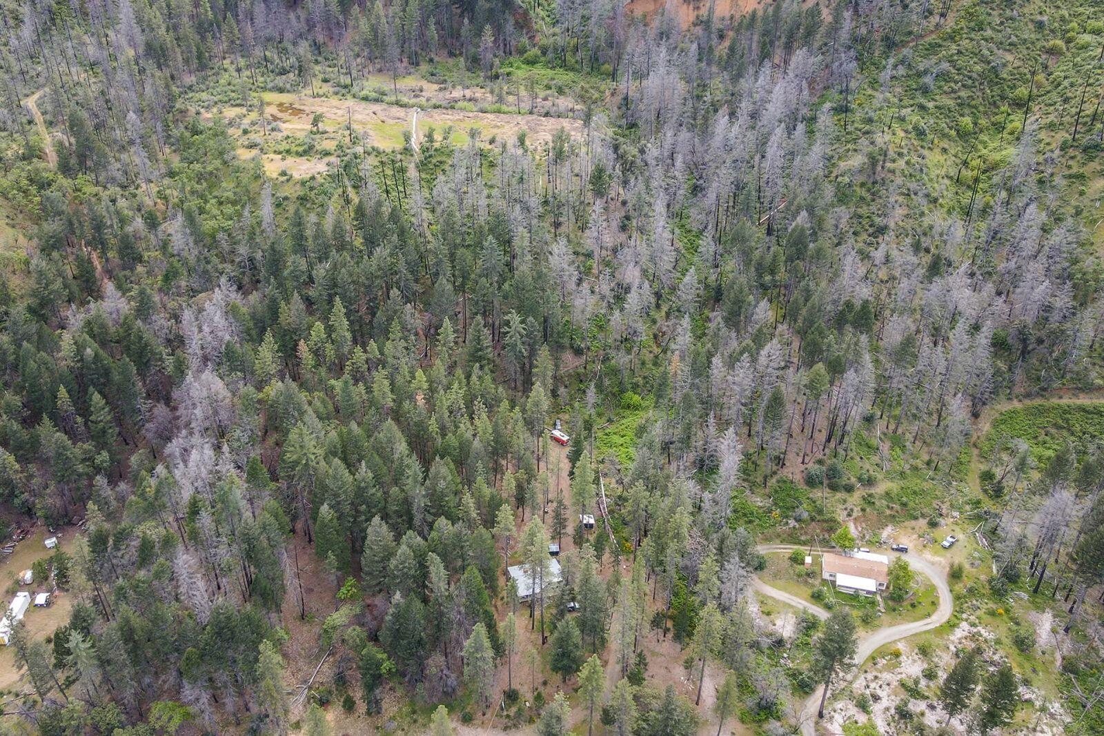 710 Dutch Creek Road Junction City, CA 96048 - Photo 17 of 38 a view of a yard with trees