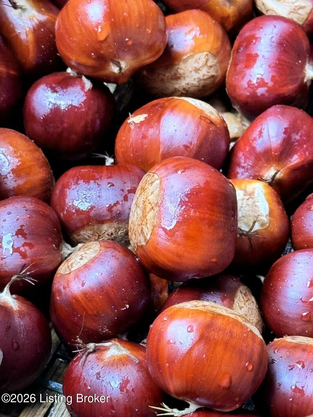 2615 Morton Ridge Road Bedford, KY 40006 - Photo 18 of 42 Chestnuts! Why buy when you have your own chestnuts to roast?