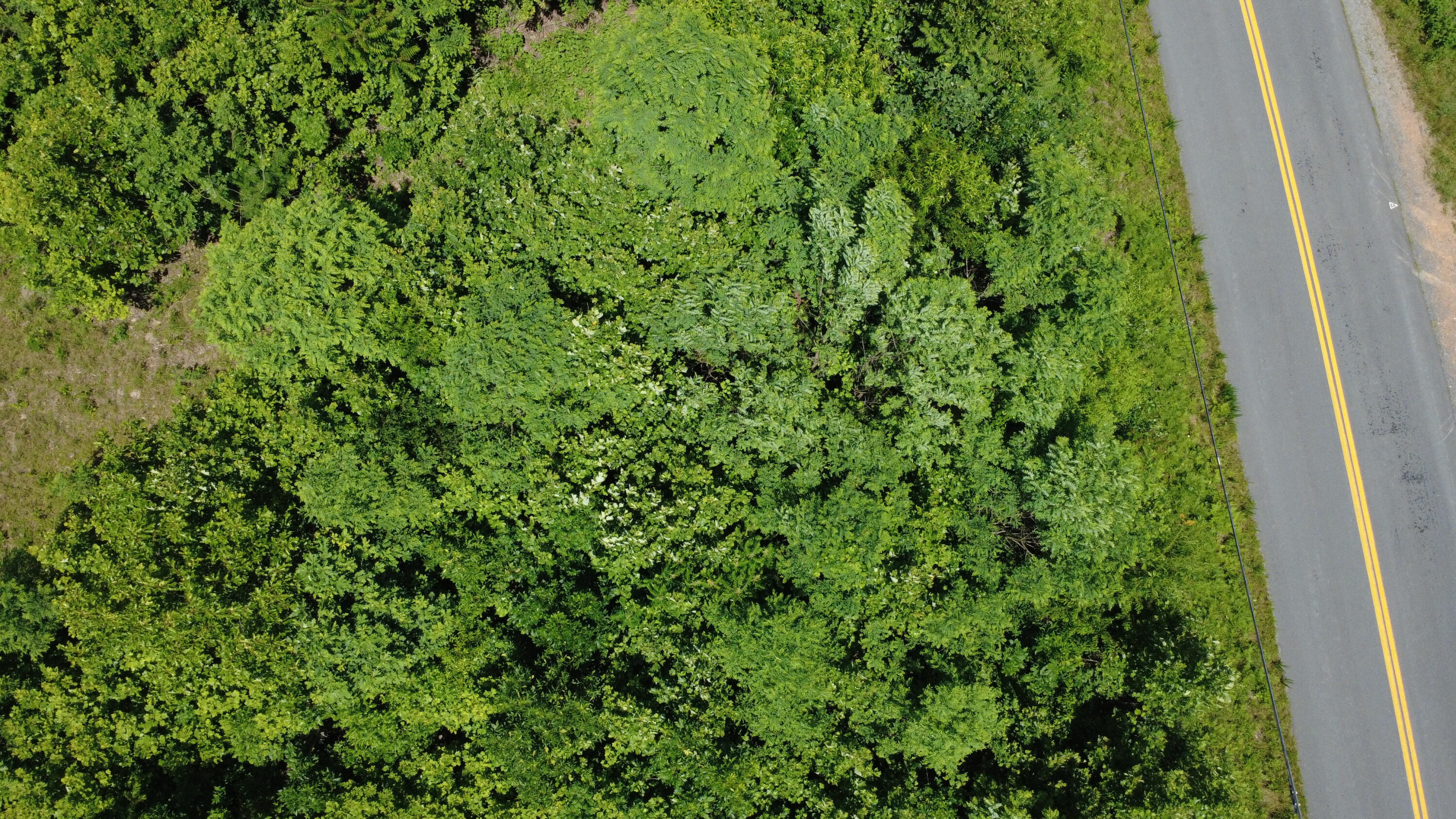 0 Craig Creek Road Eagle Rock, VA 24085 - Photo 21 of 25 a view of a lush green forest