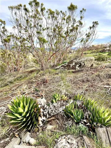 a view of banana tree