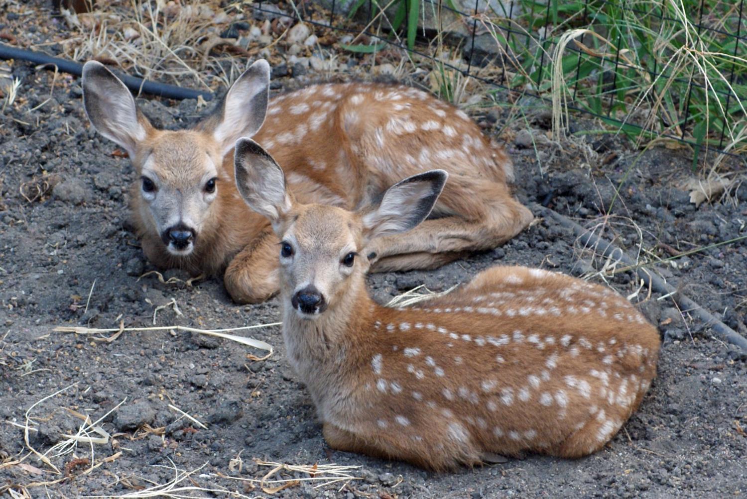 24215 Green Valley Road Auburn, CA 95602 - Photo 67 of 67