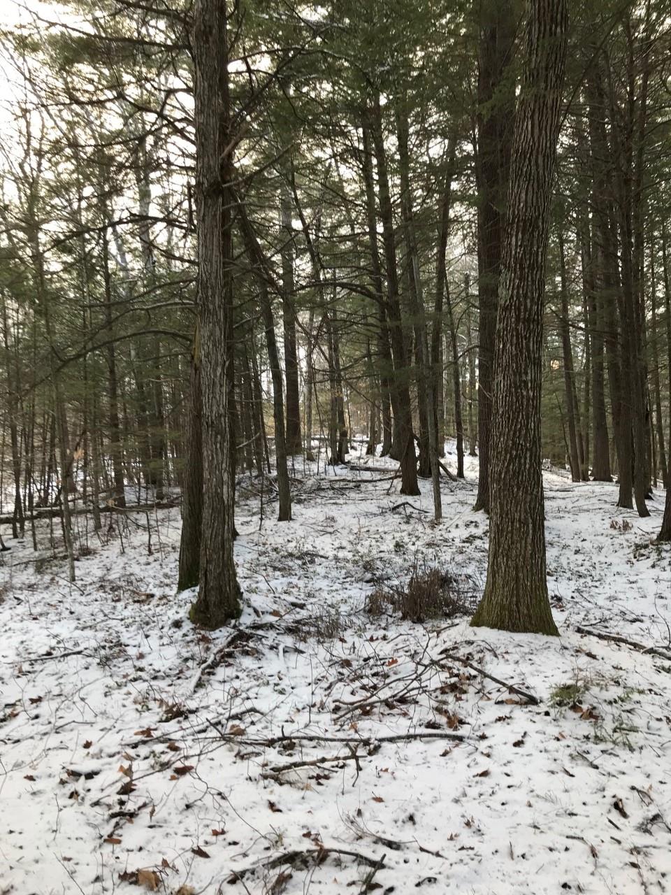 11 Conner Pond Road Ossipee, NH 03814 - Photo 4 of 9