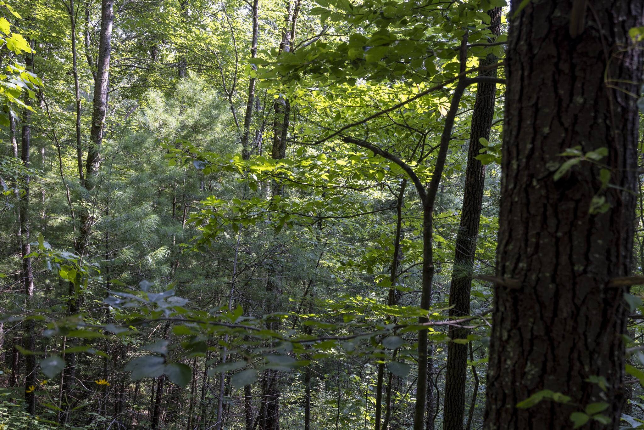 Lot 2 Cave Hollow Road Zoe, KY 41397 - Photo 3 of 29 Appalachian Media-4
