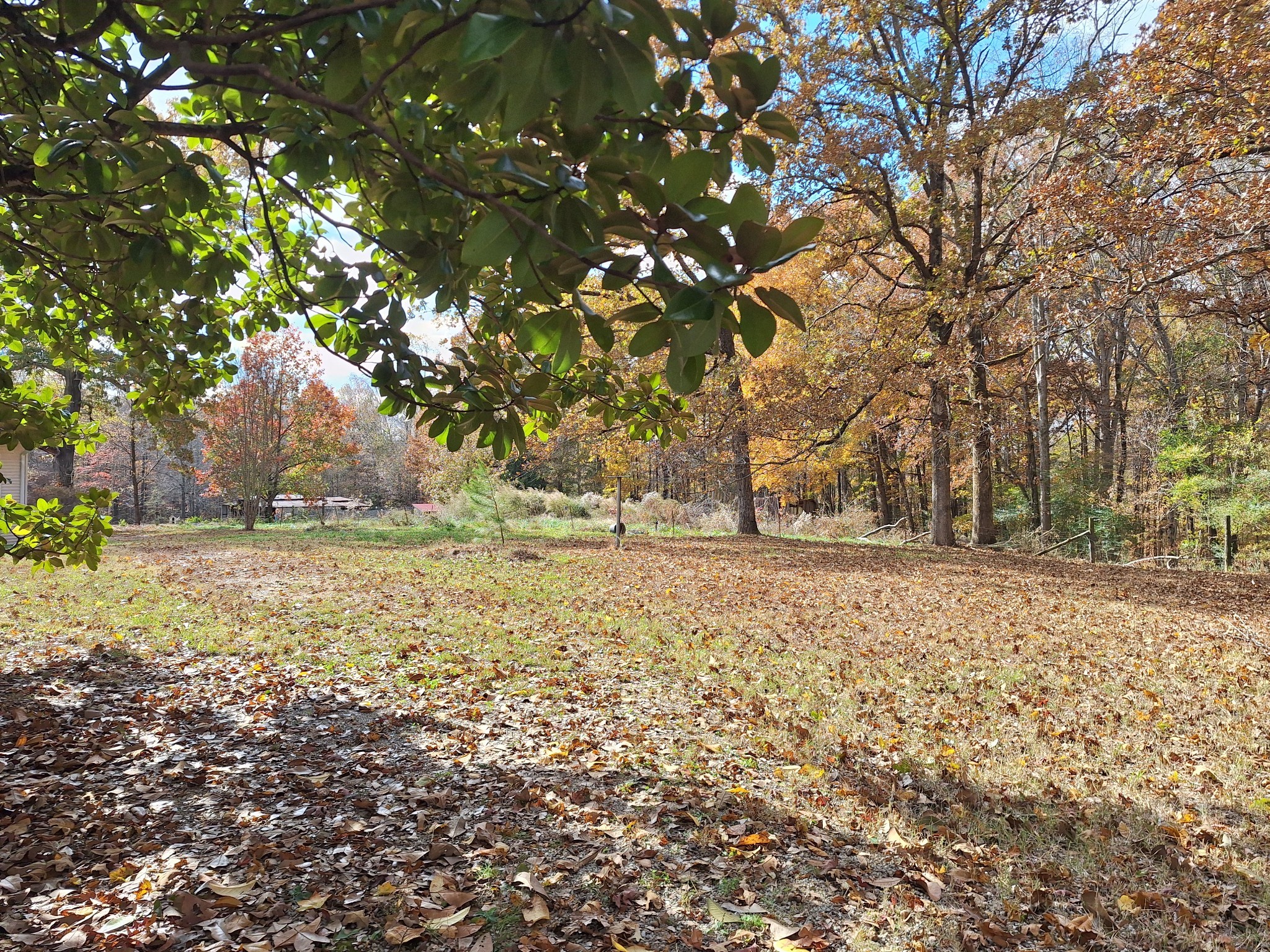 538 Mt Nebo Road Iron City, TN 38463 - Photo 28 of 33 a view of a yard with trees