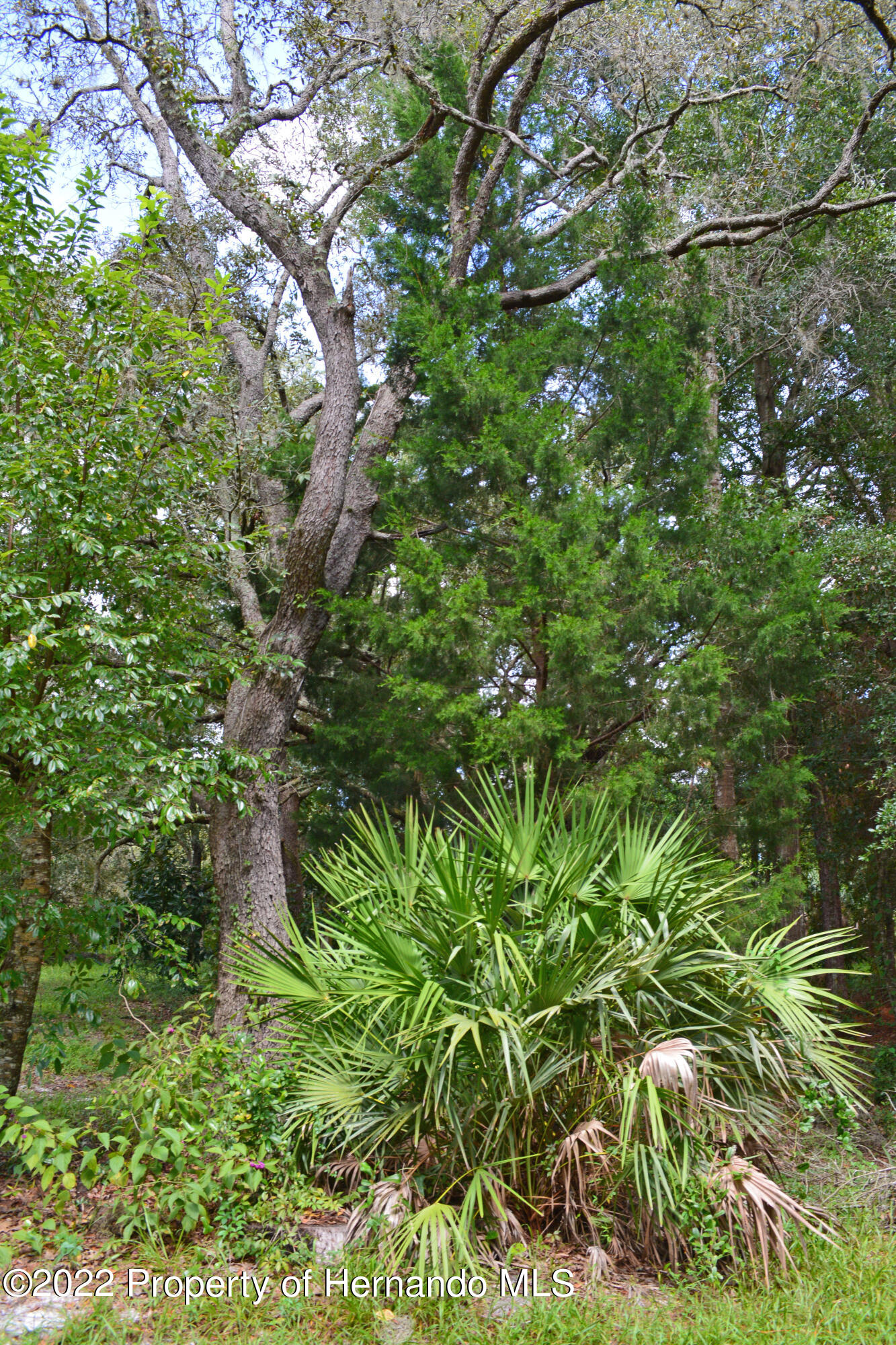9477 Country Weeki Wachee, FL 34613 - Photo 18 of 48 DSC_3879_0809_edited-1