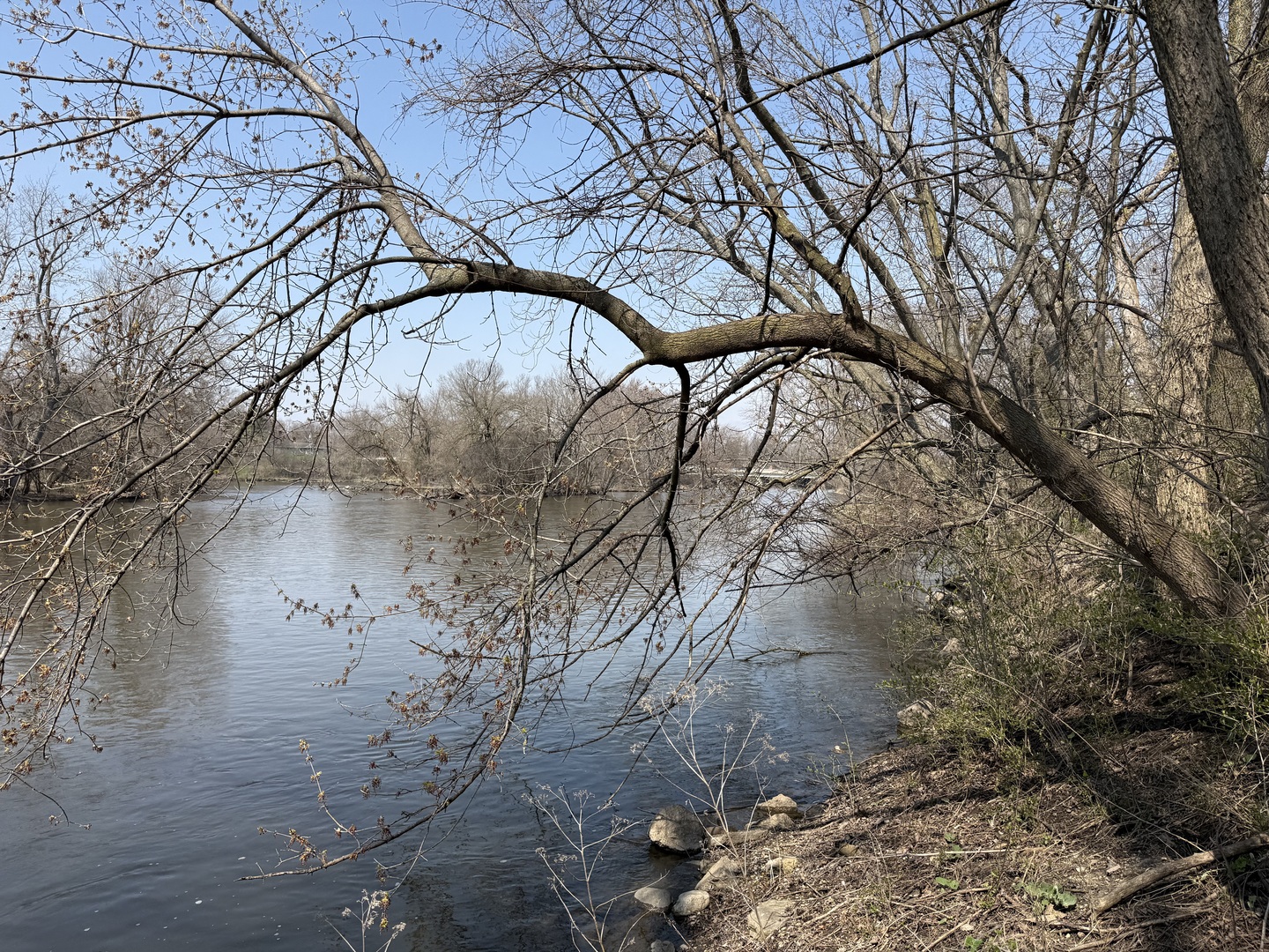 123 West Benton Street Oswego, IL 60543 - Photo 12 of 16 a view of a yard with a tree