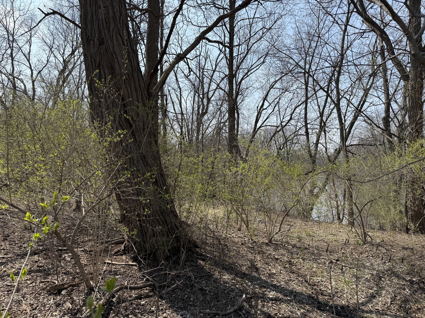 123 West Benton Street Oswego, IL 60543 - Photo 13 of 16 a backyard of a house with lots of green space