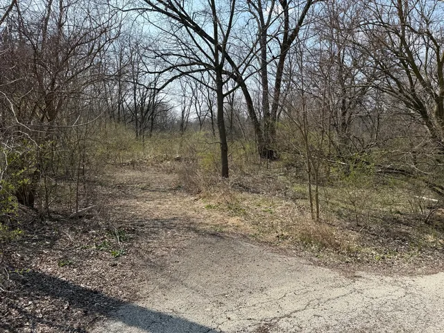 a view of a forest with trees in the background