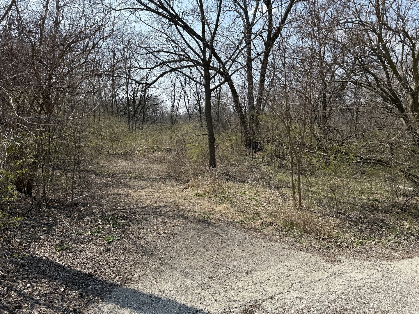 123 West Benton Street Oswego, IL 60543 - Photo 6 of 16 a view of a forest with trees in the background