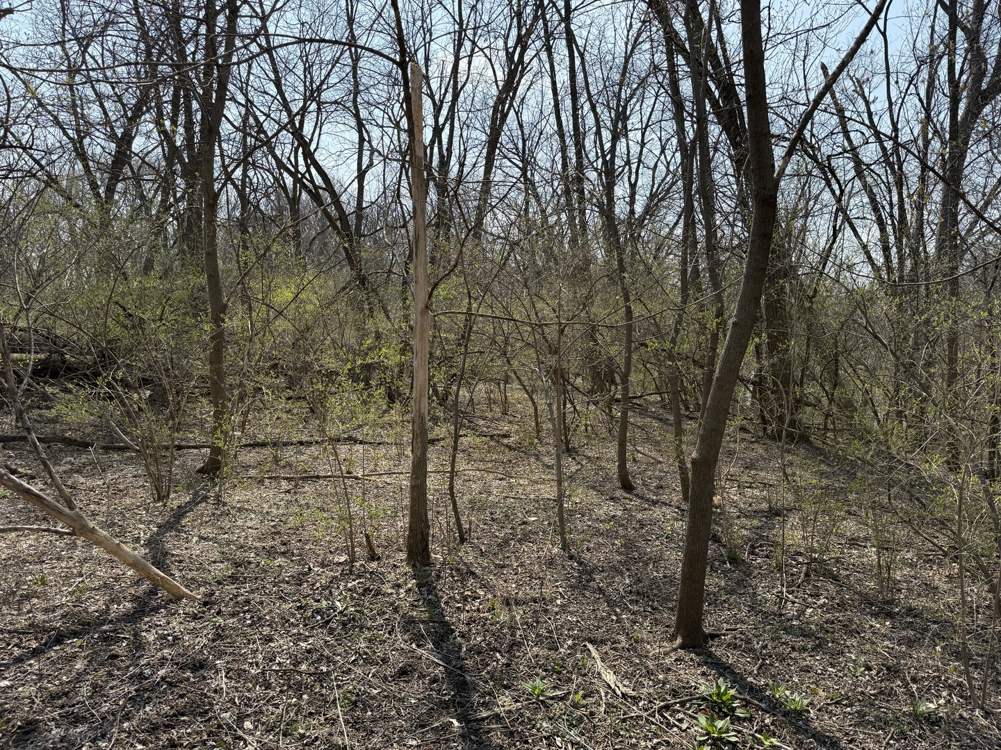 123 West Benton Street Oswego, IL 60543 - Photo 7 of 16 a view of a yard with large trees