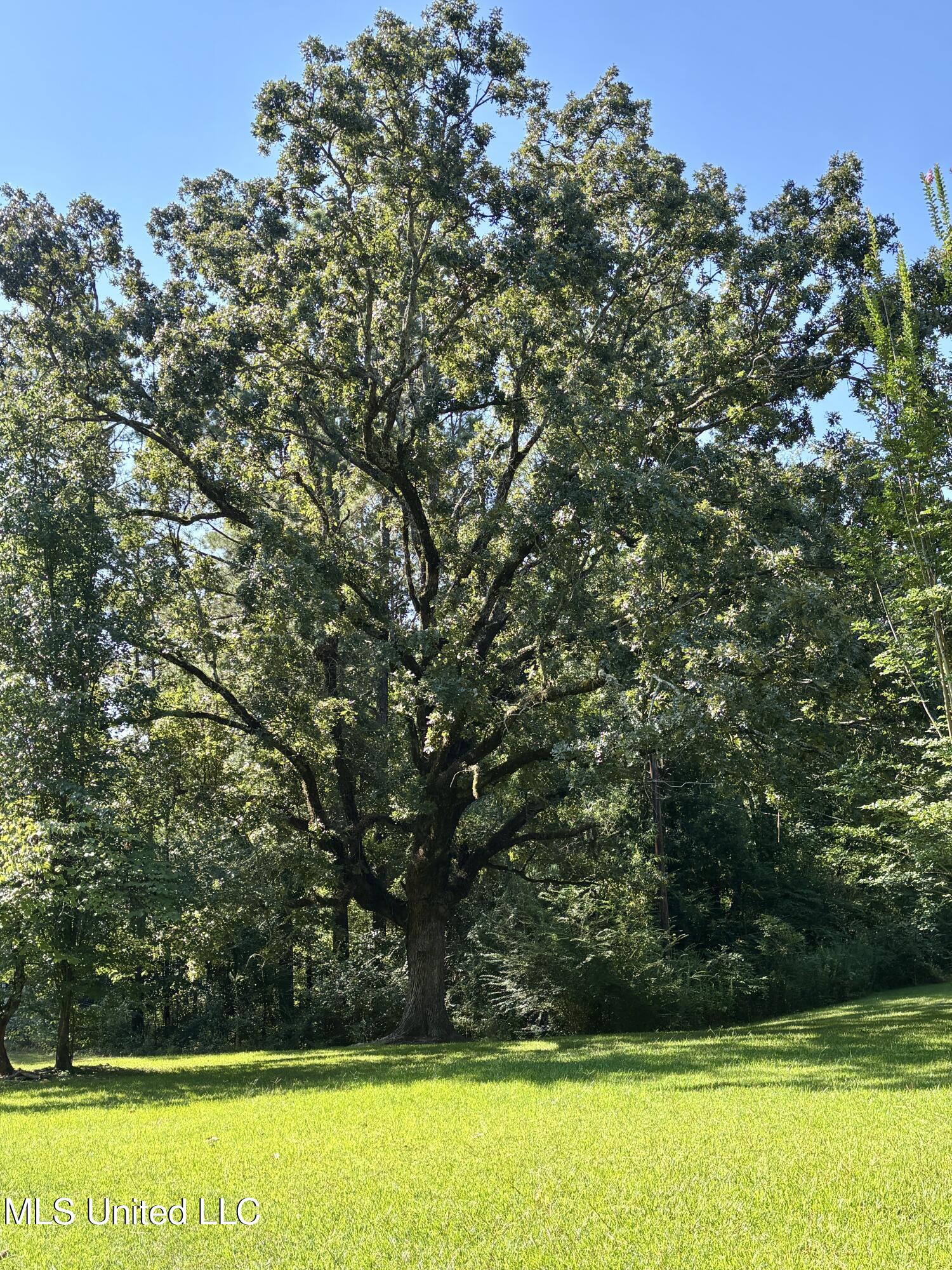 118 Pine Ridge Road Florence, MS 39073 - Photo 3 of 29 IMG_4835