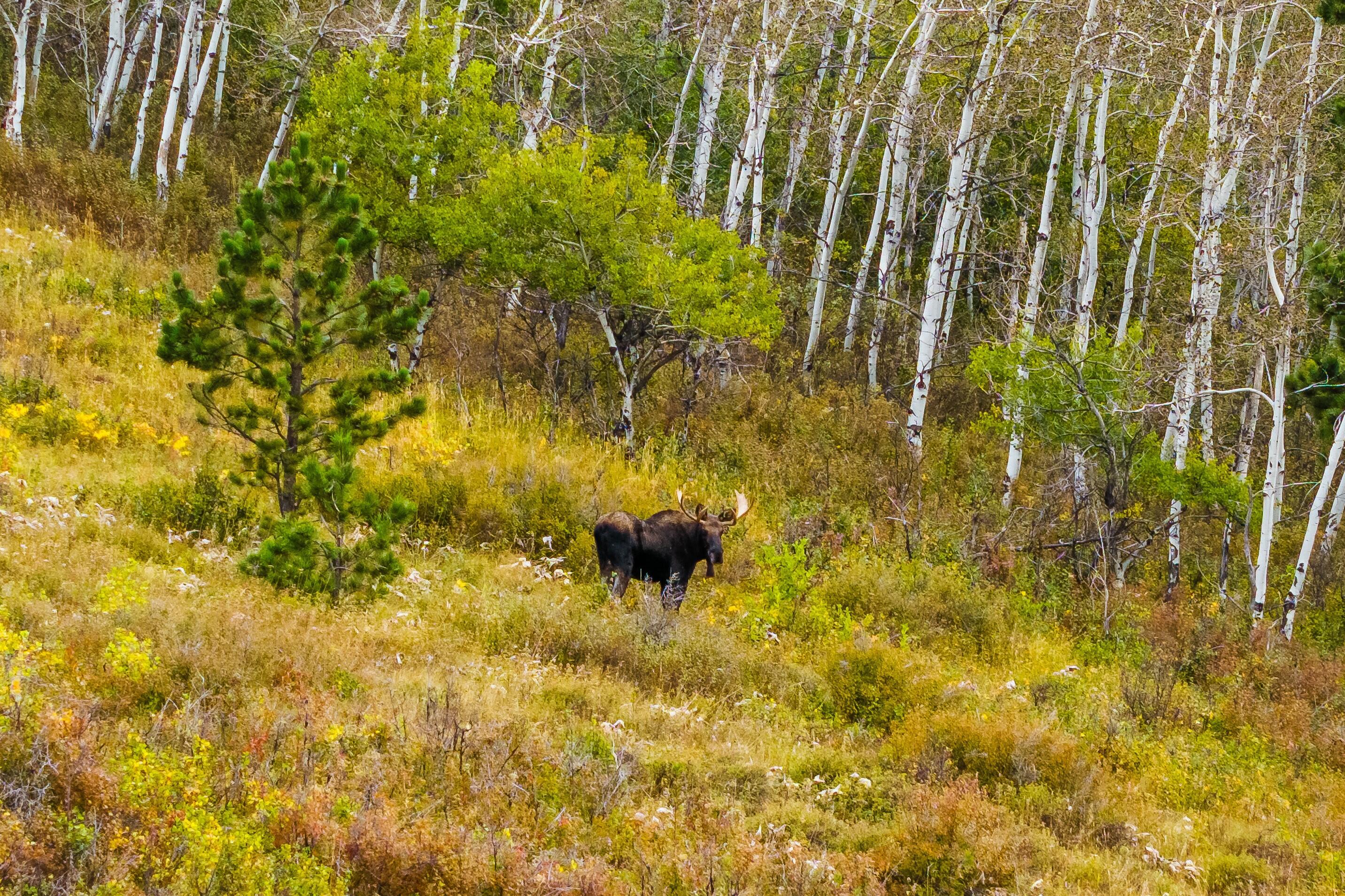 180 Styx Road Big Horn, WY 82833 - Photo 13 of 61 Moose1