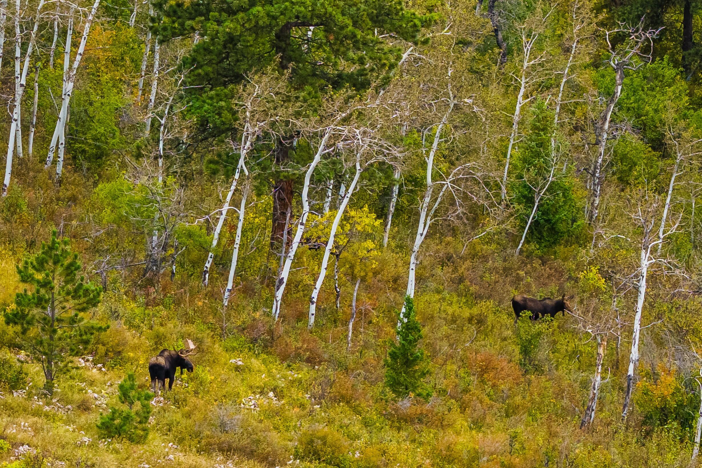 180 Styx Road Big Horn, WY 82833 - Photo 14 of 61 Moose2