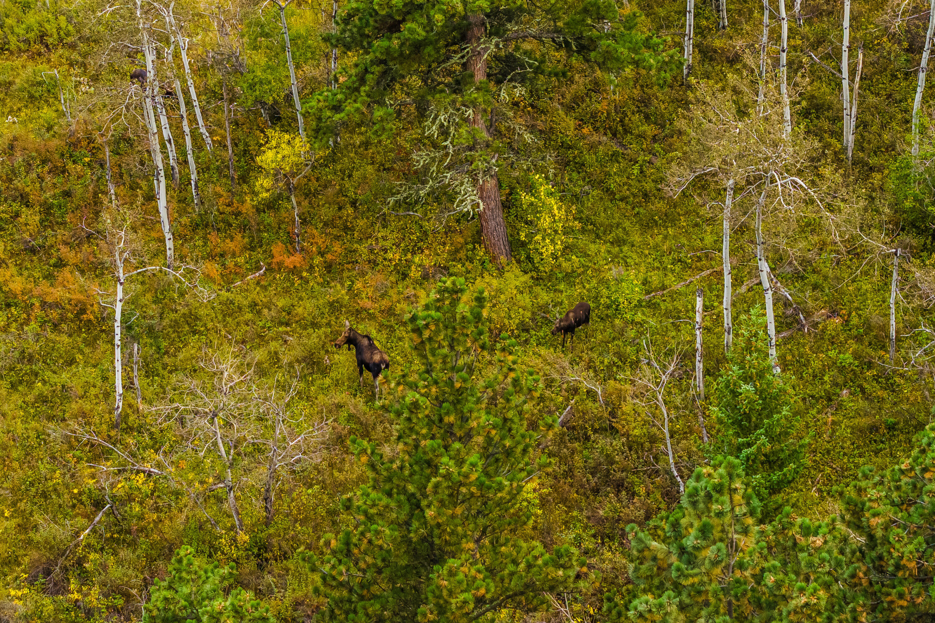 180 Styx Road Big Horn, WY 82833 - Photo 47 of 61 dji_20250918084435_0378_d_716
