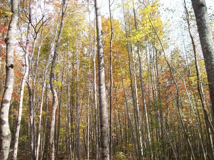 5-acres Burton Road Pikeville, TN 37367 - Photo 3 of 6 100_1356