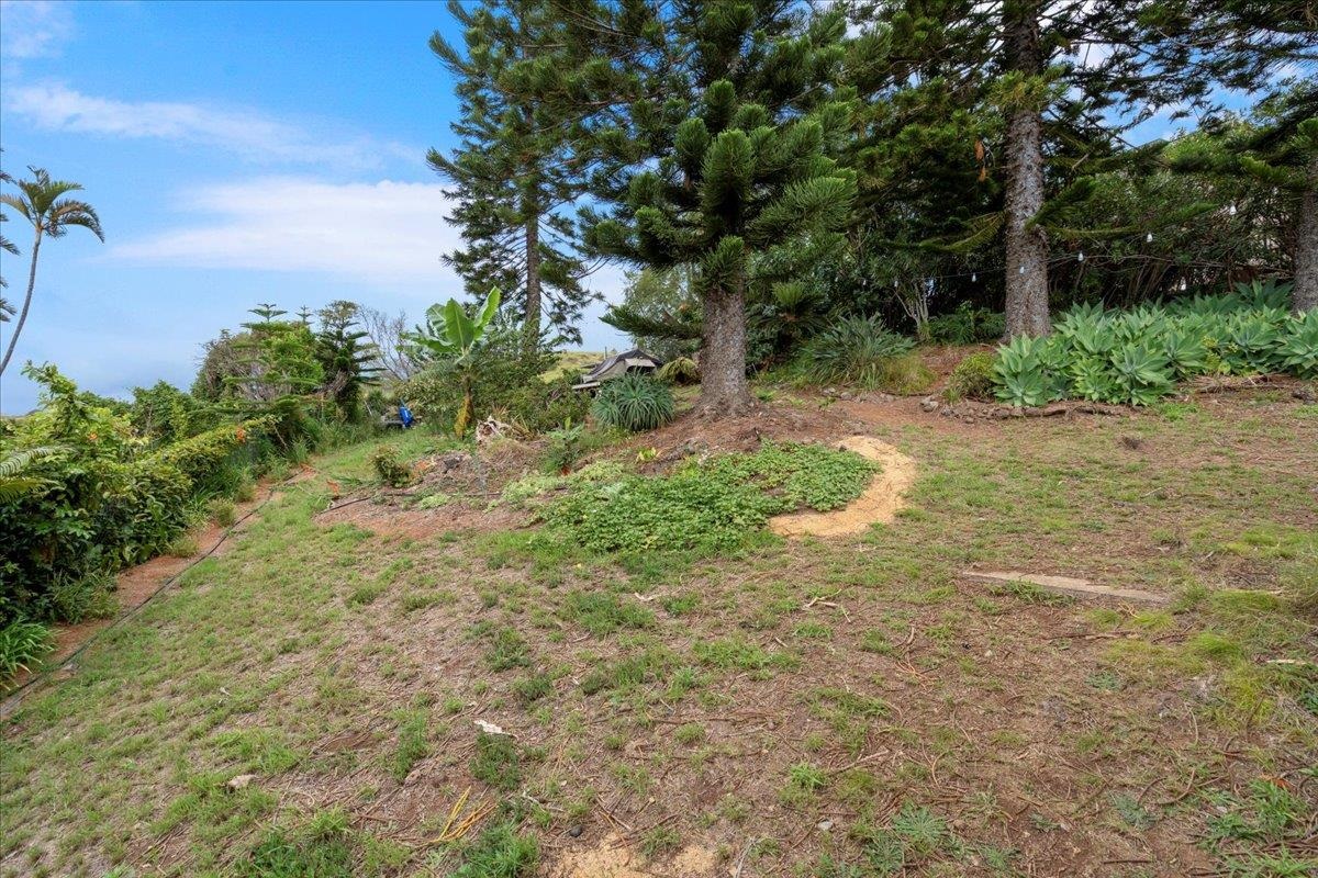 119 Ka Drive Kula, HI 96790 - Photo 36 of 45 a view of a yard with plants and a large tree