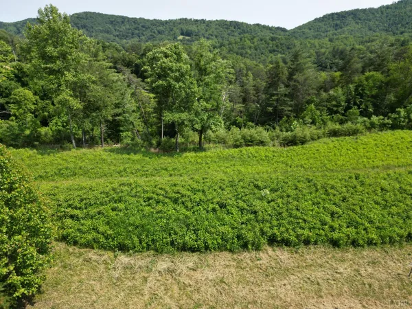 a view of a lush green forest with trees and some houses