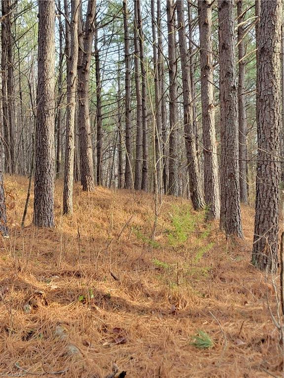 1671 Bowen Road Pinnacle, NC 27043 - Photo 7 of 17 Loblolly Pine Plantation