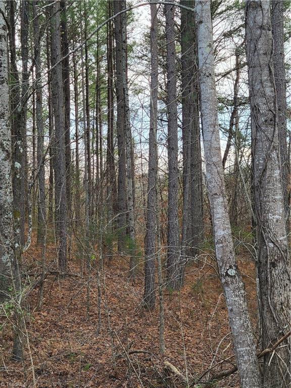 1671 Bowen Road Pinnacle, NC 27043 - Photo 10 of 17 Top of the hill in the Loblolly pine