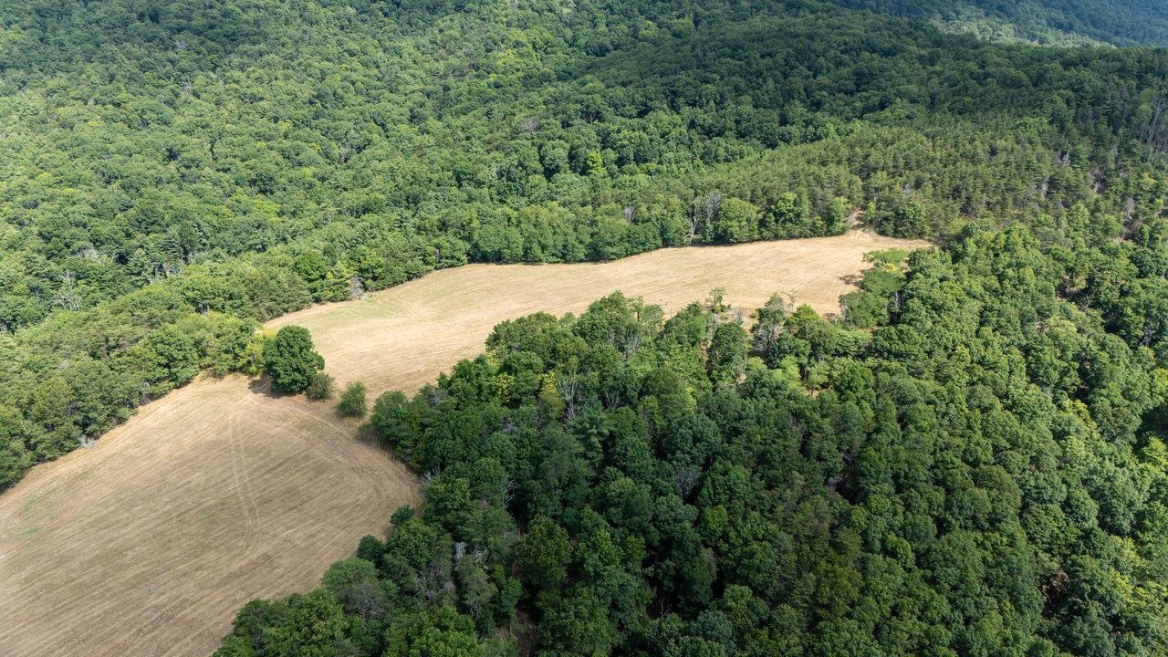22590 Criders Road Criders, VA 22820 - Photo 31 of 70 a view of a forest with a street
