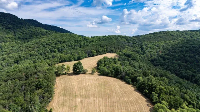 a view of a forest with a tree