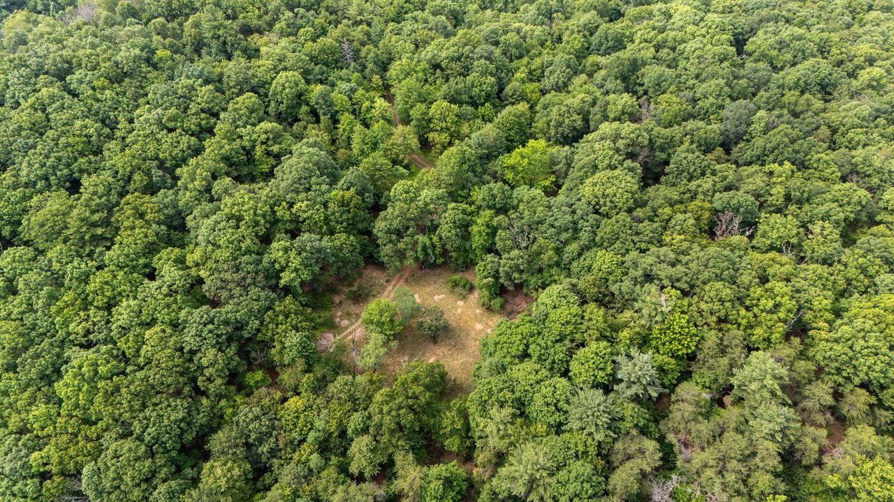 22590 Criders Road Criders, VA 22820 - Photo 49 of 70 a view of a forest with a tree