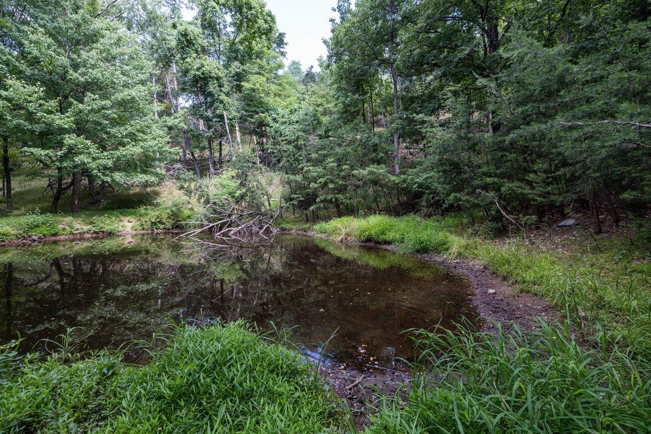 22590 Criders Road Criders, VA 22820 - Photo 56 of 70 a view of a lush green forest with lots of trees