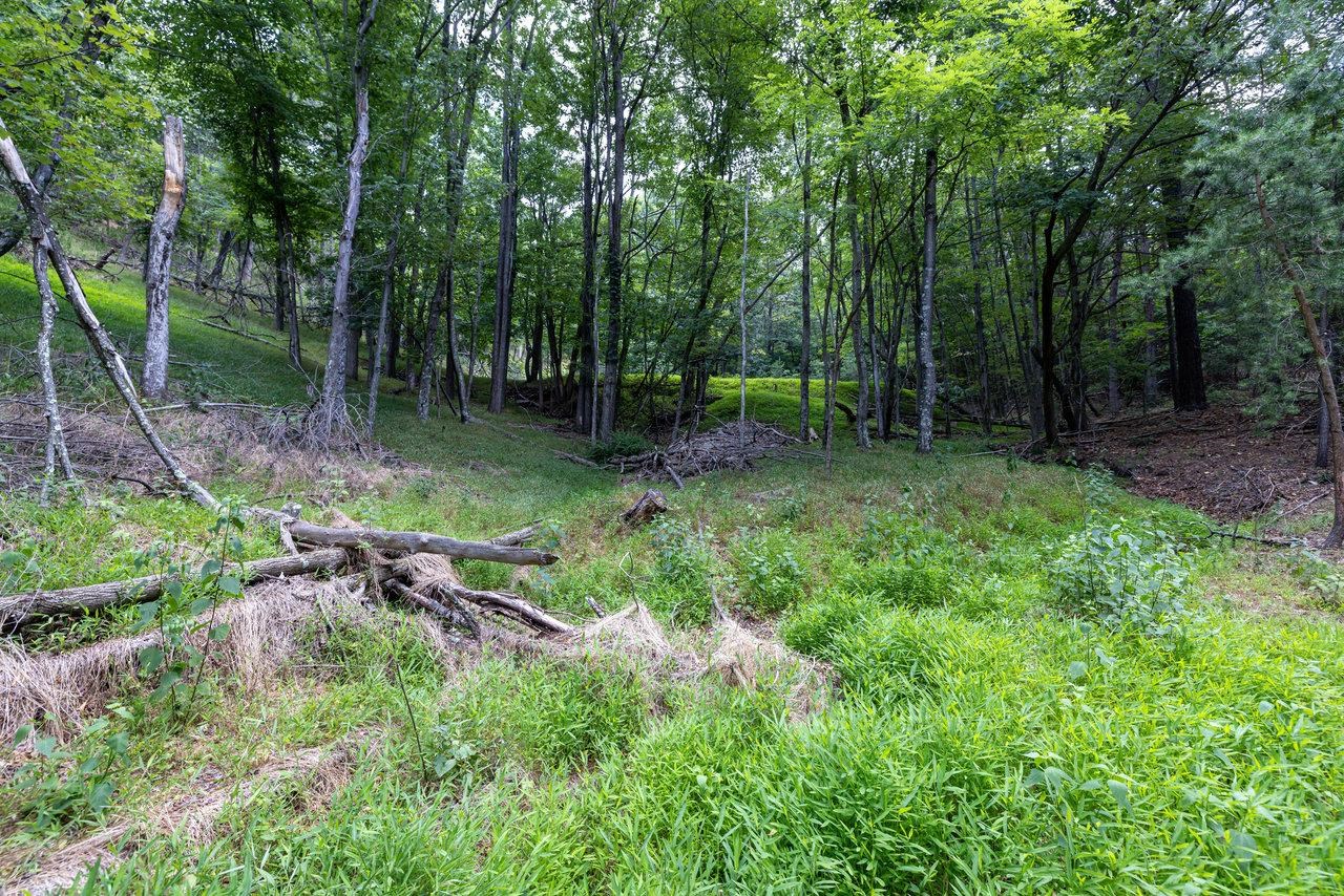 22590 Criders Road Criders, VA 22820 - Photo 60 of 70 a big yard with lots of green space and deers