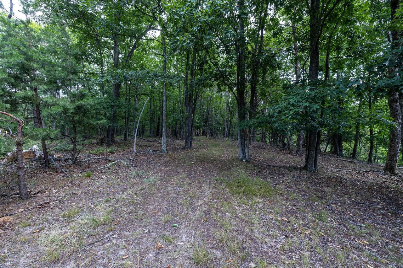 22590 Criders Road Criders, VA 22820 - Photo 63 of 70 a view of a forest with trees in the background