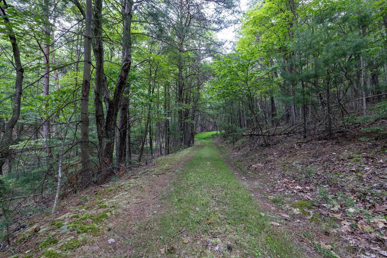 22590 Criders Road Criders, VA 22820 - Photo 65 of 70 a view of a forest with trees in the background