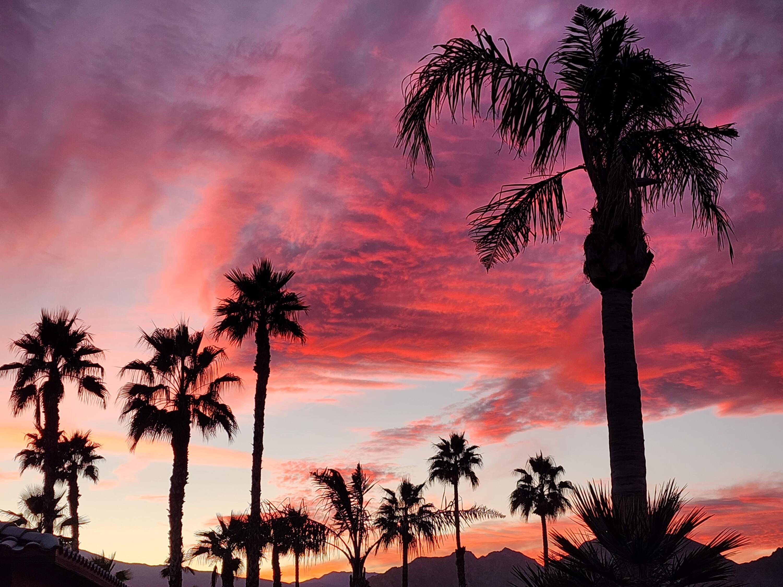 81260 Golf View Drive La Quinta, CA 92253 - Photo 58 of 58 a view of a palm tree and a palm tree