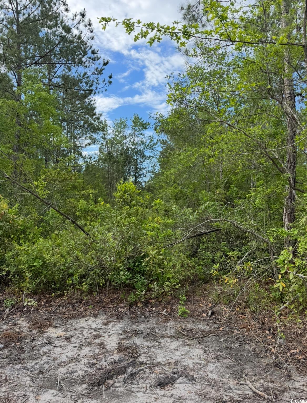 3204 Fowler School Road Green Sea, SC 29545 - Photo 2 of 3 View of nature featuring a view of trees