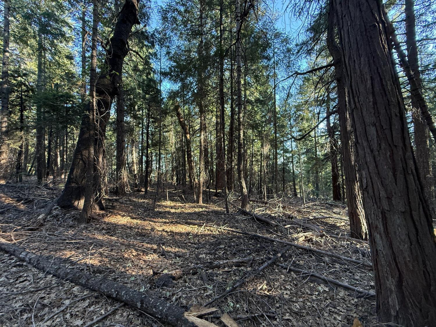 0 Chalk Bluff Road Nevada City, CA 95959 - Photo 3 of 14 Gallery Image 3