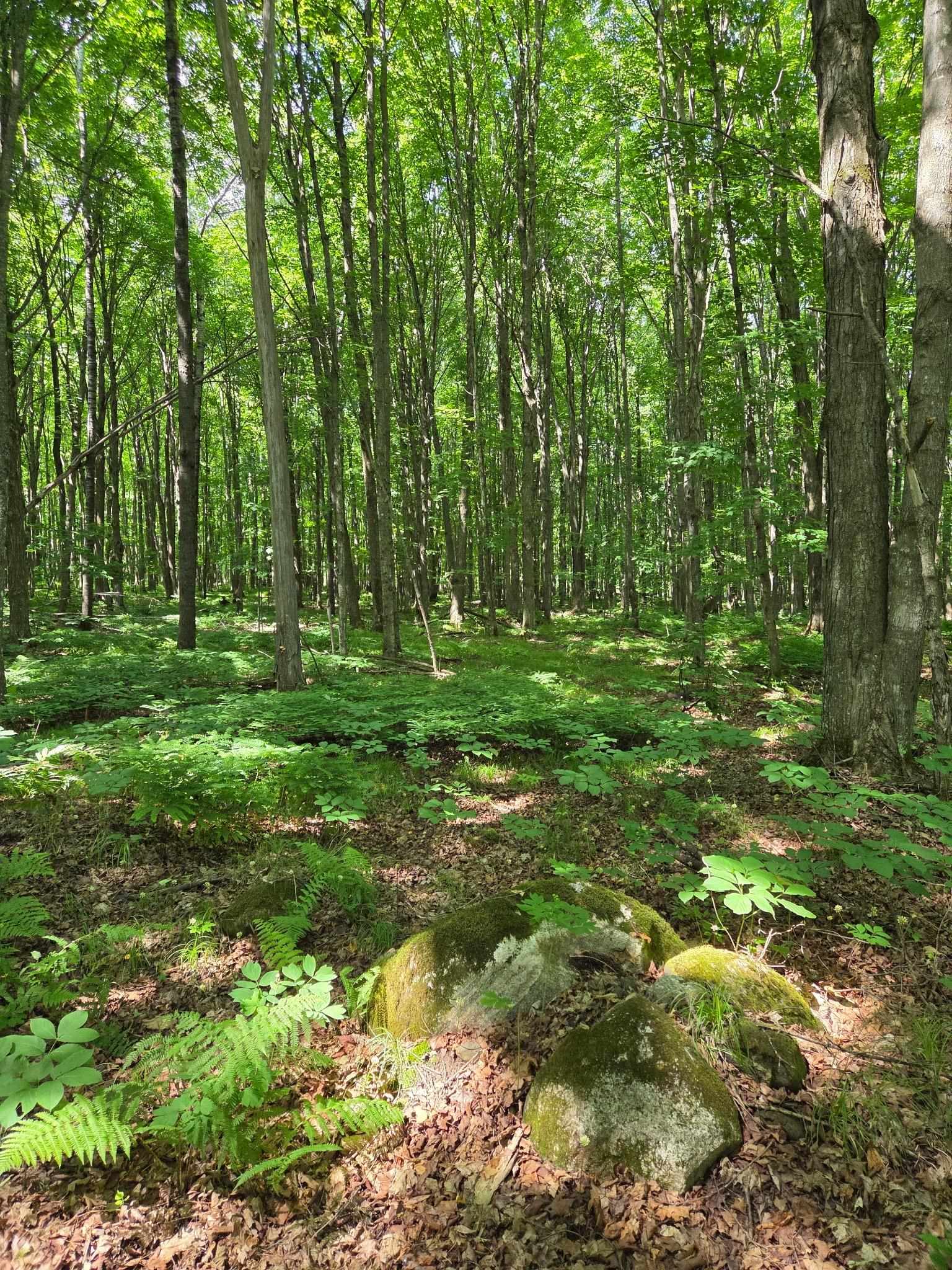 10555 Easement Road Tipler, WI 54542 - Photo 1 of 1