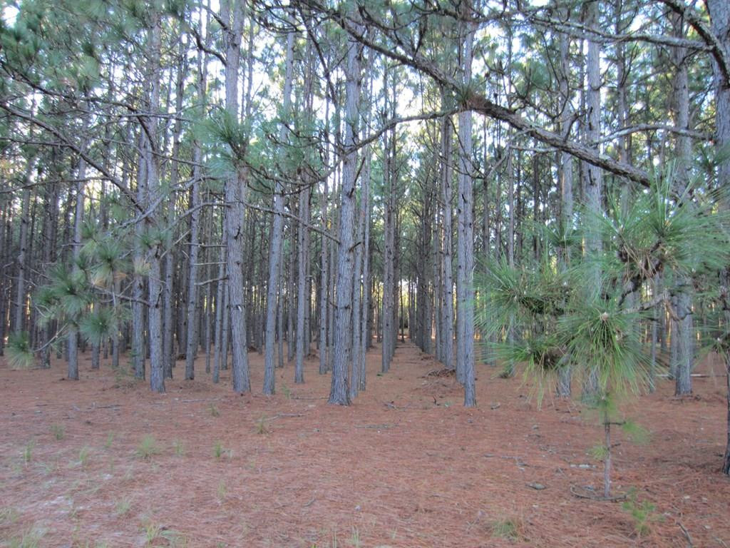 1475 Keys Pond Road Ridge Spring, SC 29129 - Photo 9 of 13