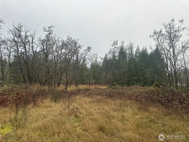 a view of a yard with trees