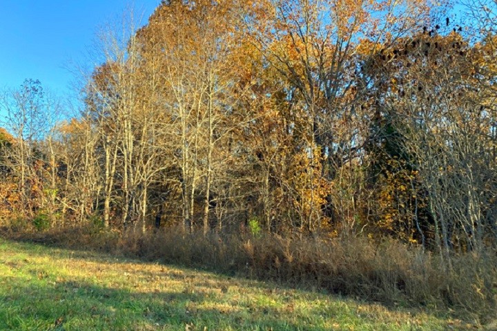 0 Al Henn Road Cadiz, KY 42211 - Photo 3 of 10 Gallery Image 3