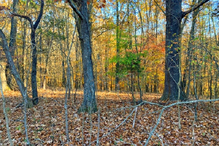 0 Al Henn Road Cadiz, KY 42211 - Photo 4 of 10 Gallery Image 4