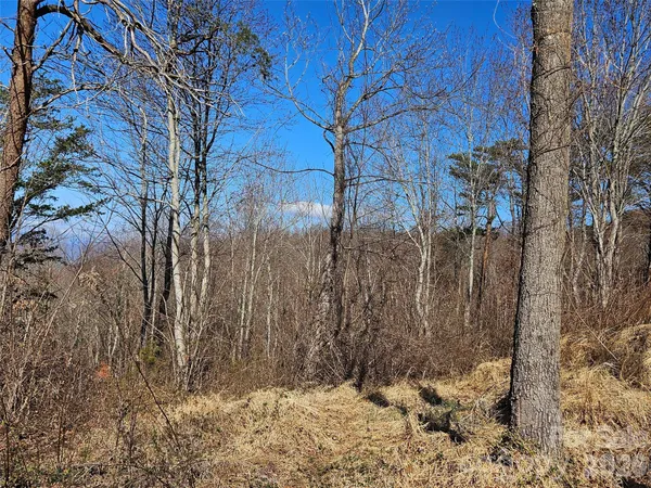 a view of a dry yard with trees