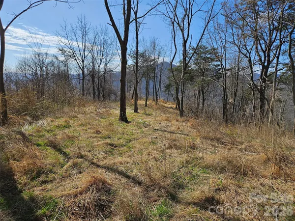 a view of backyard with tree