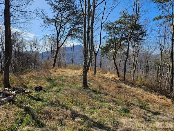 a view of a yard with trees