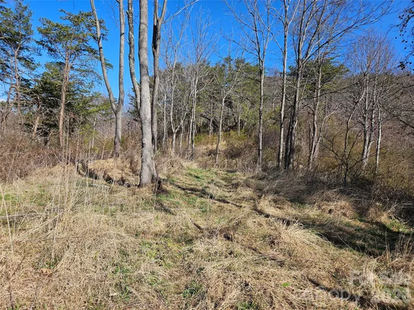 a view of a yard covered with trees