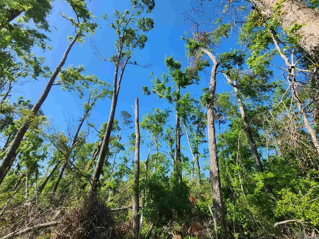 $49,900 | Lot 14 Northwest Champion Oak Boulevard, Jennings, FL 32053