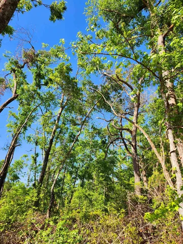$49,900 | Lot 14 Northwest Champion Oak Boulevard, Jennings, FL 32053