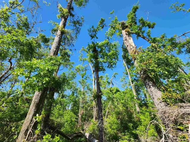 $49,900 | Lot 14 Northwest Champion Oak Boulevard, Jennings, FL 32053