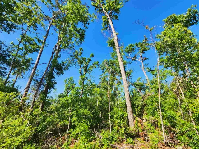 $49,900 | Lot 14 Northwest Champion Oak Boulevard, Jennings, FL 32053