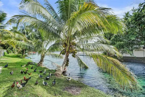 a view of a yard with plants and large trees
